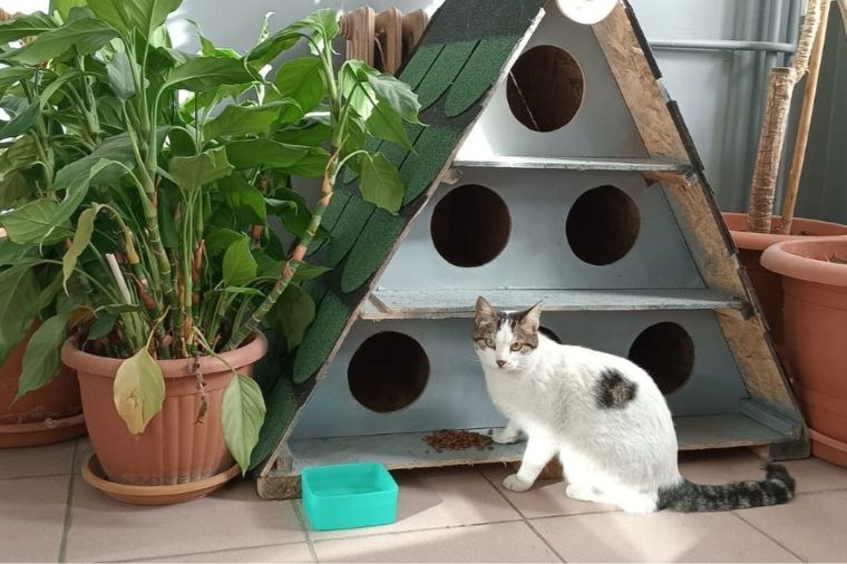 Enerjisa Üretim’den Evcil Dostlar için Güvence ve Destek